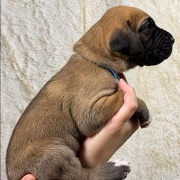 Ryder - Fawn male Great Dane puppy in Lebanon, Virginia from North Cedar Danes