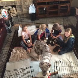 Australian Shepherd Puppies from Big Sky Aussies