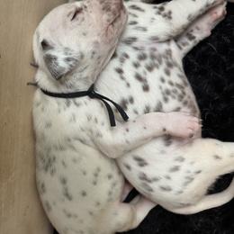 Magnolia - White and liver brown female Dalmatian puppy in Wilson, North Carolina from New Horizonz Dalmatians