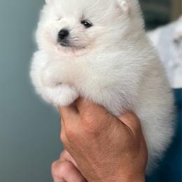 Givenchy - White male Pomeranian puppy in Charlotte, North Carolina from Kouture Pomeranians