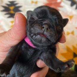 Black girl 1 - Black female Pug puppy in Onalaska, Washington from Cupid’s Pugs