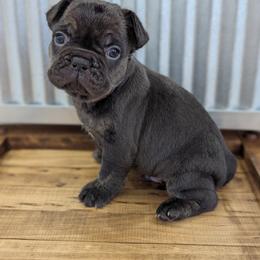 Louie - Brindle male French Bulldog puppy in Chandler, Arizona from Az K9 Companions