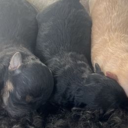 Maltipoos from Chelby Albrecht