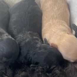 Maltipoos from Chelby Albrecht