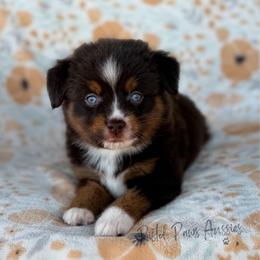 Stark - Red tri male Toy Australian Shepherd puppy in Liberty Hill, Texas from Pistol Paws Aussies