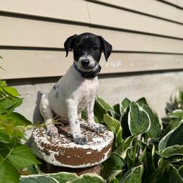 Perdita - White and black female Xoloitzcuintli puppy in Manitowoc, Wisconsin from Wonderland Kennel