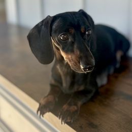 Dachshunds from Mrs. B’s Mini Doxies