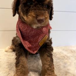 Orange Collar Girl - Phantom female Bernedoodle puppy in San Augustine, Texas from Vintage Doodles