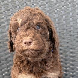 Jethro - Phantom male Goldendoodle puppy in Joilet, Montana from L&Z Goldendoodles