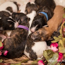 Silken Windhound Puppies from Amethyst Silken Windhounds