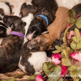 Silken Windhound Puppies from Amethyst Silken Windhounds