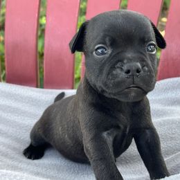 Girl 1 - Brindle female Staffordshire Bull Terrier puppy in Houston, Texas from Breaking Bad Staffords