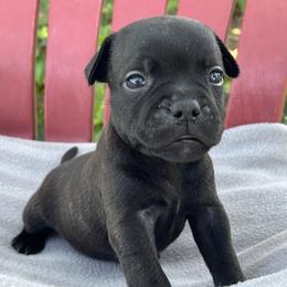 Girl 1 - Brindle female Staffordshire Bull Terrier puppy in Houston, Texas from Breaking Bad Staffords