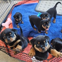Rottweiler Puppies from Vom Uberlegenen Rottweilers