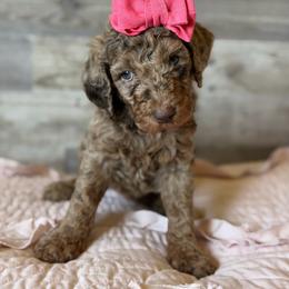 Willow - Merle female Goldendoodle puppy in Redmond, Oregon from Bourbon and Lace Doodles