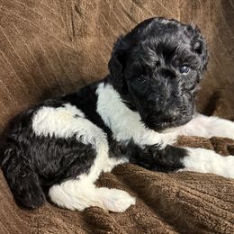 Gingerbread (Brown Collar) - Parti male Poodle puppy in League City, Texas from Chauffeured Poodles