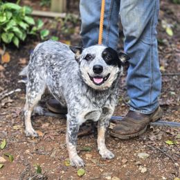 Blue - Australian Cattle Dog
