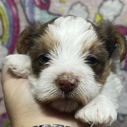 Morkies and Yorkshire Terriers from Happy Knoll’s Yorkies and Morkies