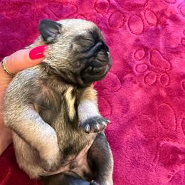 Jude - Fawn male Pug puppy in Milam, West Virginia from Vaubel Country Pugs