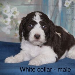 Goldendoodle Puppies from K9 Sidekicks, LLC
