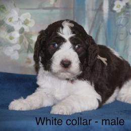 Goldendoodle Puppies from K9 Sidekicks, LLC