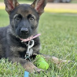 German Shepherd Puppies from United Pride  German shepherds
