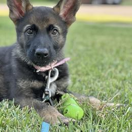 German Shepherd Puppies from United Pride  German shepherds