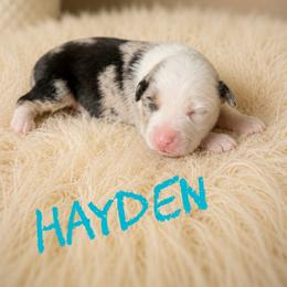 Hayden - Blue merle male Toy Australian Shepherd puppy in Sanger, California from Flying M Cactus Ranch Buddies