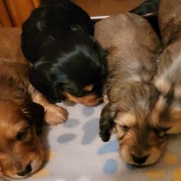 Dachshund Puppies from CLARK'S BREEDING PROGRAM