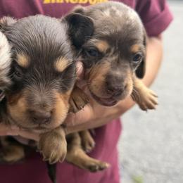 Cockapoo, Dachshund, Miniature Schnauzer, and Yorkshire Terrier Puppies from LUXEYPUPS