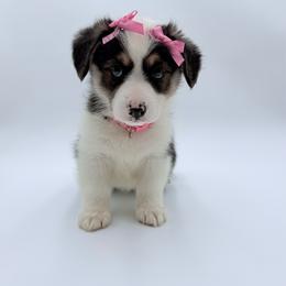 Tiana - Black and tan female Pembroke Welsh Corgi puppy in Vacaville, California from Hope_4thebay_Corgis