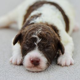 Vesper - Brown roan male Lagotto Romagnolo puppy in St. Augustine, Florida from LBK & Ancient City