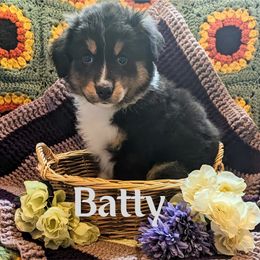 Australian Shepherd Puppies from Sage House Pups