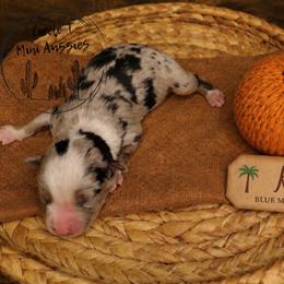 Kona - Blue merle male Miniature Australian Shepherd puppy in Apache Junction, Arizona from Circle T Mini Aussies