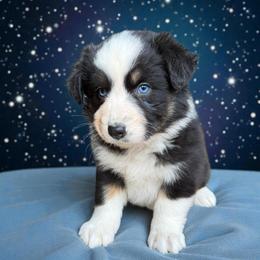 Retained - Black tri-color female Australian Shepherd puppy in Statesville, North Carolina from Charming Australian Shepherds