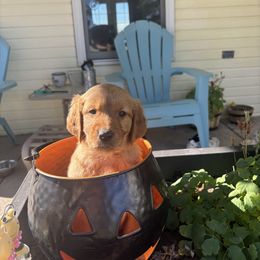 N - Dark golden male Golden Retriever puppy in Cheyenne, Wyoming from Battlemountain Kennels