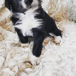 Australian Shepherd Puppies from Diamond Aussies N the Rough