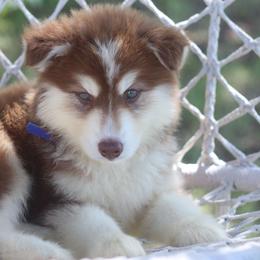Gunner - Red and white male Siberian Husky puppy in Gorman, Texas from Bransford Paw Pack/Timber Huskies
