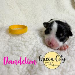 Dandeline - Black tri-color female Australian Shepherd puppy in Falmouth, Kentucky from Queen City Farm