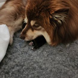 Finnish Lapphund Puppies from Tulikettu Kennel