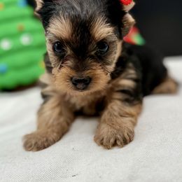 Noel - Black and tan female Yorkshire Terrier puppy in Tangipahoa County, Louisiana from Riche’ Louisiana Yorkies