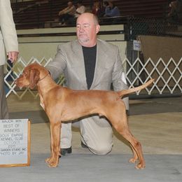 Riley - Vizsla