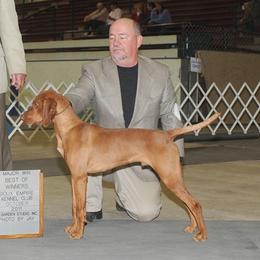 Riley - Vizsla