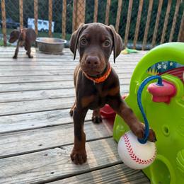 Orange Male - Red and rust male Doberman Pinscher puppy in Madison, Indiana from Jensen Dobermans and Dachshunds