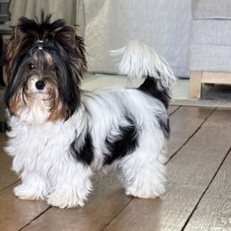 Biewer Terriers from Half Pint Biewer Terriers