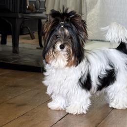 Biewer Terriers from Half Pint Biewer Terriers