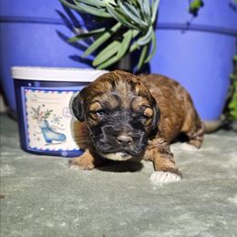 Noel - Sable female Cockapoo puppy in Indiahoma, Oklahoma from Phamily Doodles