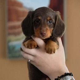 Dean - Chocolate and tan male Dachshund puppy in Momence, Illinois from Happy Little Doxies