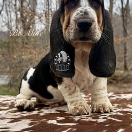 Be Mine - Black white and brown male Basset Hound puppy in Dingess, West Virginia from Tuckers' Howling Hounds