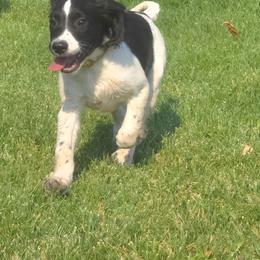 Spike - Black and white male English Springer Spaniel puppy in Palisade, Colorado from Bigfoot's Kennel